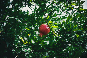 Ripe Pomegranate Hanging on a Tree Branch in Sunlight