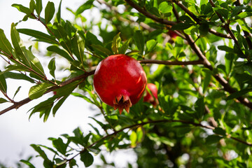 Ripe Pomegranate Hanging on a Tree Branch in Sunlight