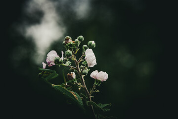 Delicate Pink Wildflowers Blooming Against Dark Background
