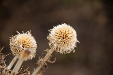Dry Thistle Heads Close-Up with Soft Brown Background