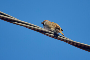 beautiful sparrow sitting on electric cable