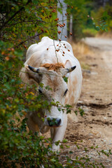 White Cow Emerging from Bushes on a Country Road
