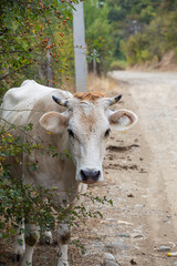 White Cow Emerging from Bushes on a Country Road