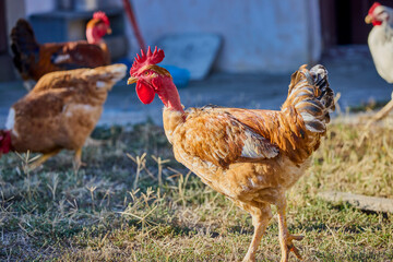 close up of chickens in a rural farm