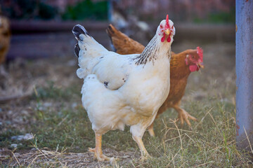 close up of chickens in a rural farm