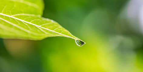 Fresh green tropical leaf glowing water drop natural light closeup, lush botanical foliage background detail, vibrant greenery macro texture, beautiful peaceful flora scene for summer seasonal design
