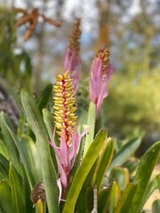 pink and yellow flower