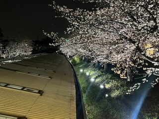 相模鉄道いずみ野線弥生台駅の桜ライトアップ