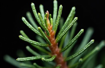 Fototapeta premium Macro closeup Common Juniper Juniperus communis branch tip. Green needle-like leaves with subtle patterns against dark background. Small buds emerging from reddish stem.