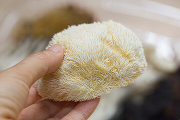 Hericium erinaceus mushroom on white background © bong