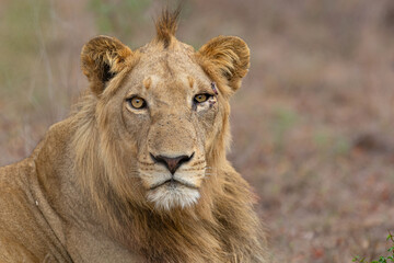 Male lion in a private Game Reserve part of the greater Kruger Region in South Africa