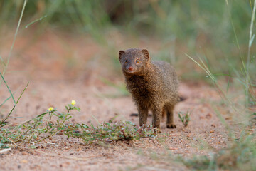 Common dwarf mongoose (Helogale parvula) searching for food in the Kruger National Park in South Africa  