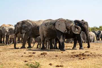 Fototapeta premium Elephant herd hanging around at a waterhole in Etosha National Park in Namibia