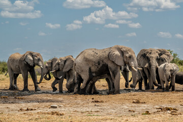 Fototapeta premium Elephant herd hanging around at a waterhole in Etosha National Park in Namibia