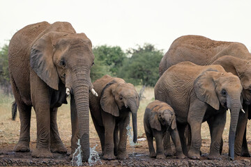 Fototapeta premium Elephant herd hanging around at a waterhole in Etosha National Park in Namibia