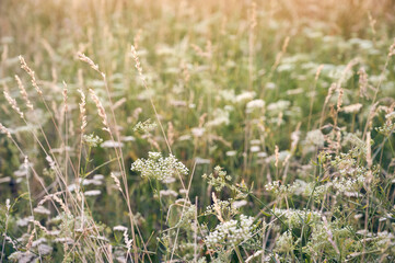 Field with grass in warm light. Natural background.