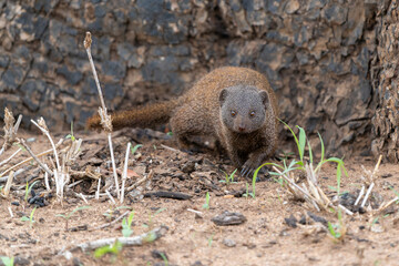 Common dwarf mongoose (Helogale parvula) searching for food in the Kruger National Park in South Africa  