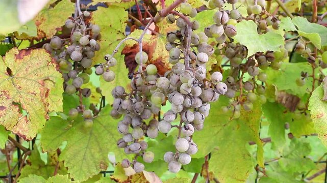 Botrytis cinerea or Oidium tuckeri on grapes. The fungal disease turns the grape clusters gray and causes them to break apart. The fungus destroys the crop.
