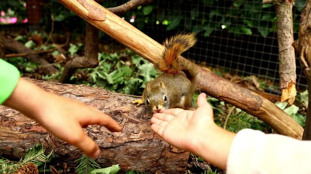 children reach out to a squirrel running around the enclosure of a small petting zoo with trees and branches evoking a natural environment, the squirrel sniffs their fingers