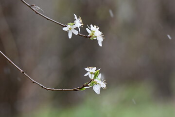 cherry blossom tree in snowy April day closeup