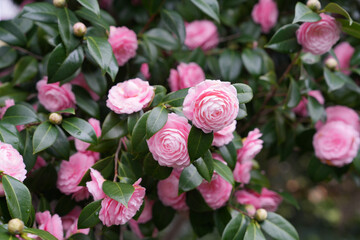 Rosa Blüten der Japanischen Kamelie (Camellia japonica), Kamelie, Blume, Japan, pink, green, natur	
