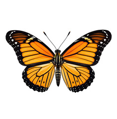 Fototapeta premium Vibrant orange butterfly with black markings