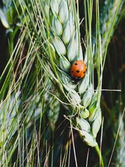 Il piccolo guardiano del grano