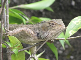 lizard on a tree