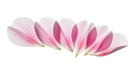 Fototapeta premium Individual pink flower petals, translucent with soft rose gradient, floating against an immaculate transparent studio background with copy space, serene natural elegance