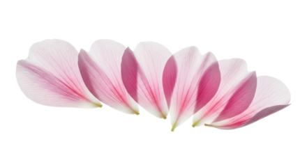 Individual pink flower petals, translucent with soft rose gradient, floating against an immaculate transparent studio background with copy space, serene natural elegance