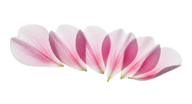 Individual pink flower petals, translucent with soft rose gradient, floating against an immaculate transparent studio background with copy space, serene natural elegance