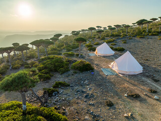 Aerial view of white tents nestled amidst the unique Dragon's Blood Trees, casting long shadows under the warm glow of the setting sun, Firmihin, Socotra, Yemen.