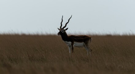 Obraz premium Male Blackbuck Antelope Silhouette in Pampas Grassland – Wildlife and Conservation Nature Scene 