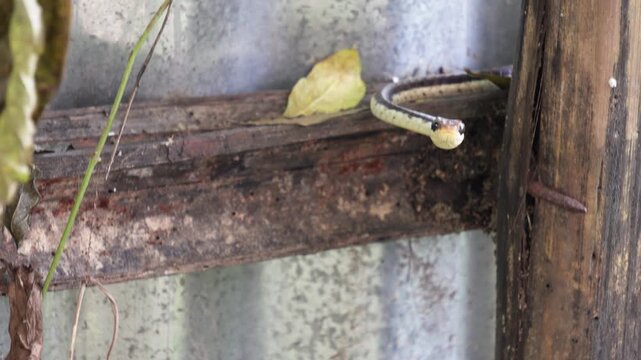 Vine snake head closeup, Ahaetulla on wooden shelf