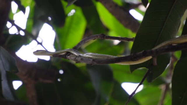 Green vine snake on tree branch camouflaged among leaves in Indian garden close-up