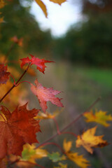 Red and yellow maple leaves (Acer) in autumn forest with blurred background, symbol of change and nostalgia. Copyspace.