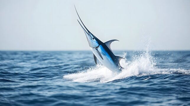 Photograph of a leaping marlin breaching the ocean surface with a significant splash.