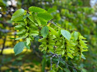 Close-up of common hornbeam (Carpinus betulus) branch with fresh green seed clusters and leaves,...