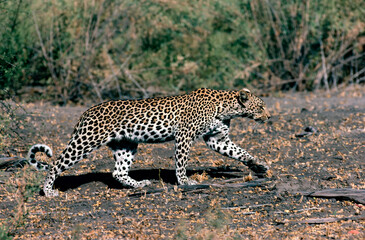 leopard prowling
