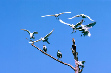 Egrets in flight