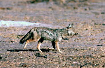 side stripped jackal