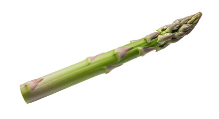 Single spear of fresh green asparagus isolated PNG with Transparent Background