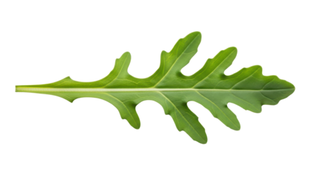 Fresh arugula leaf isolated PNG with Transparent Background