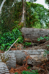 Woodland walk and natures textures, Baginton Warwickshire September 2025
