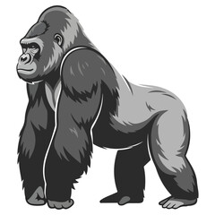 Powerful Silverback Gorilla Standing in Profile View.