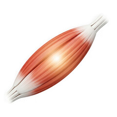 Illustration of a human muscle fiber, isolated on transparent background