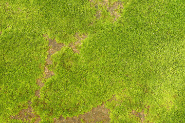 Pattern of fresh green moss on the old stone wall for background.