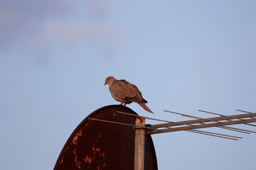 A pigeon sits on a rusty satellite dish