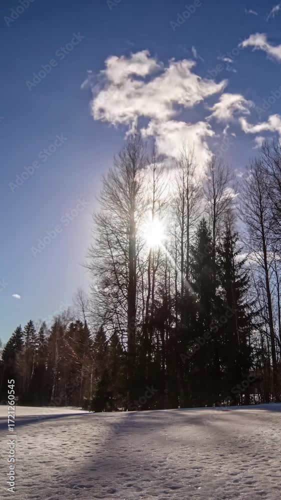 Wall mural time lapse view of clouds passing with sun gradually setting during noon. coniferous trees.