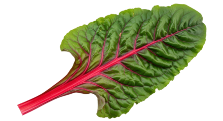 Single Swiss chard leaf detailed view isolated PNG with Transparent Background